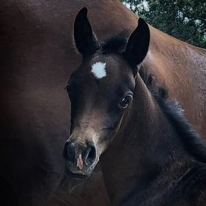 Meet your Posher, Tara